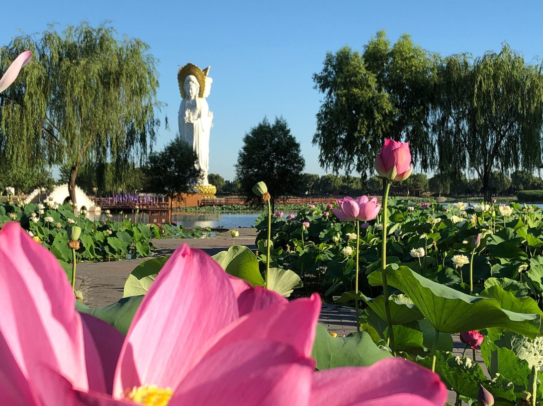 白洋淀荷花大观园-安新县必去景点
