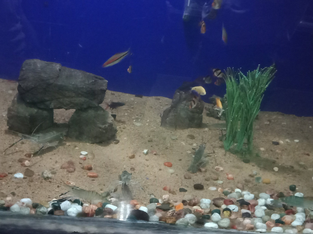Marine Aquarium Paradeep-帕拉蒂普必去景点