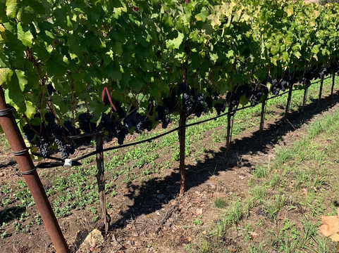 Garden Creek Ranch Vineyards Winery-Geyserville必去景点