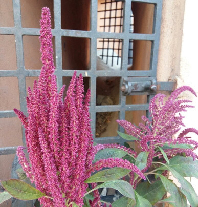 Kamienica Loitzow-什切青必去景点