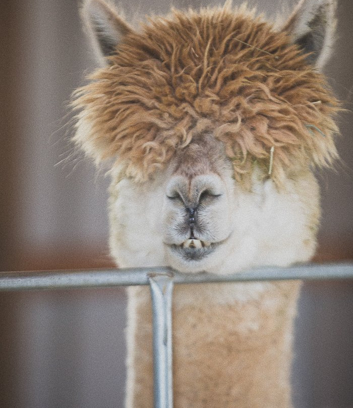 Last Penny Farm Alpacas景点图片
