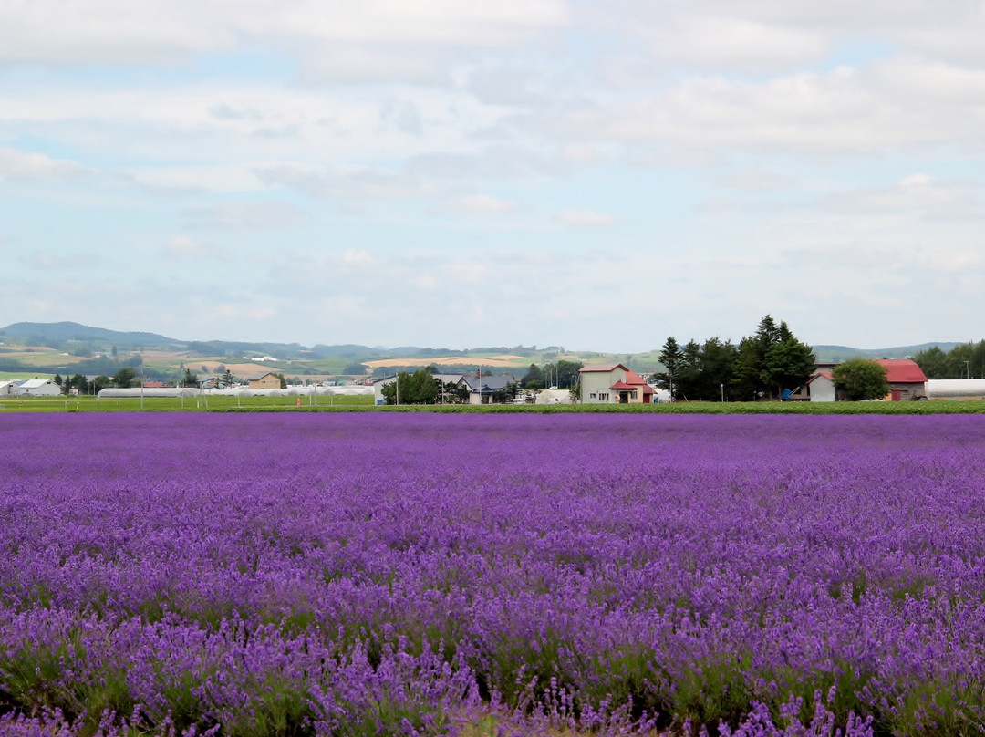 Farm Tomita Lavender East景点图片