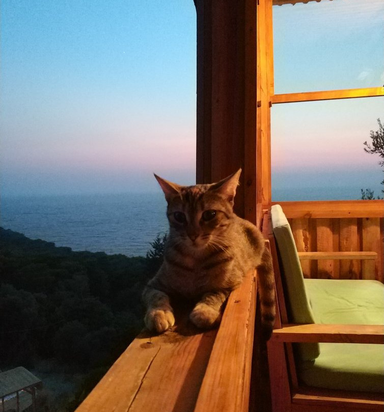 Seaview Faralya Butik Otel主图