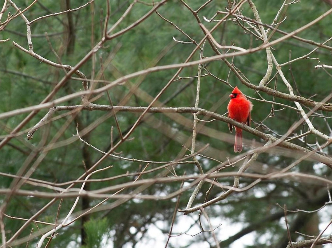 Chapman Sanctuary and Visny Woods景点图片