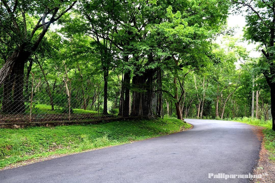 Marayoor Sandalwood Forest景点图片