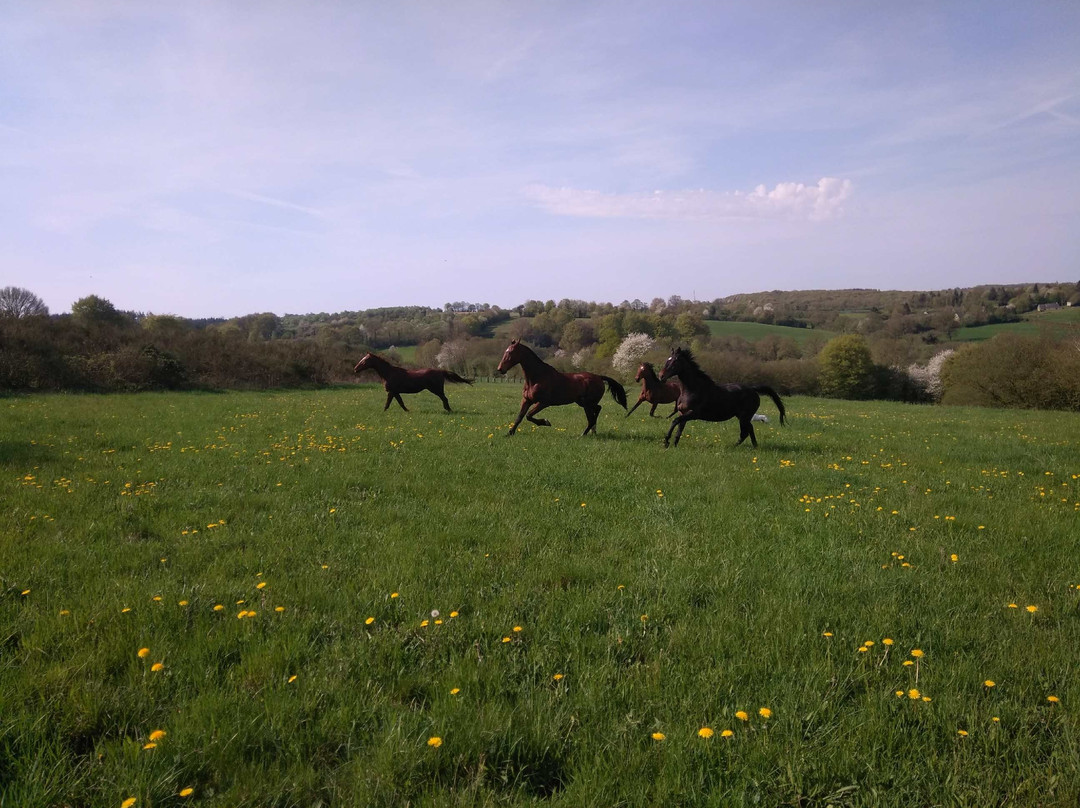 Saint-Sauveur-de-Carrouges旅游攻略图片