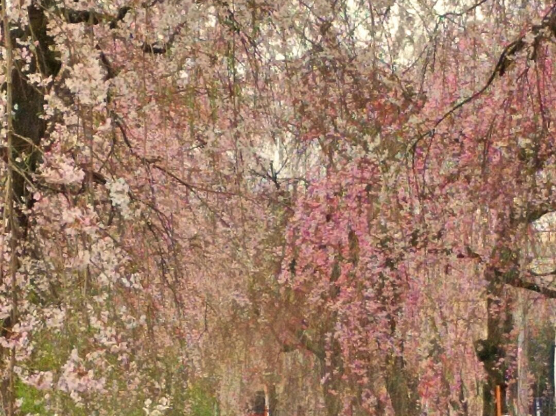 Shidarezakura of Sunagawabori-所泽市必去景点