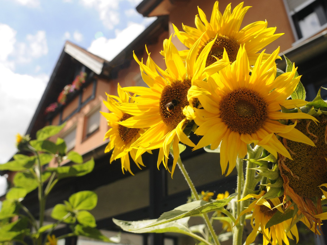 Bayerischer Wirt主图