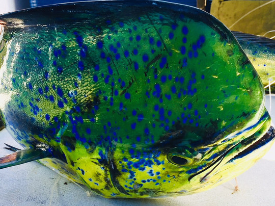 CR Fishing Charters-塔马林多必去景点