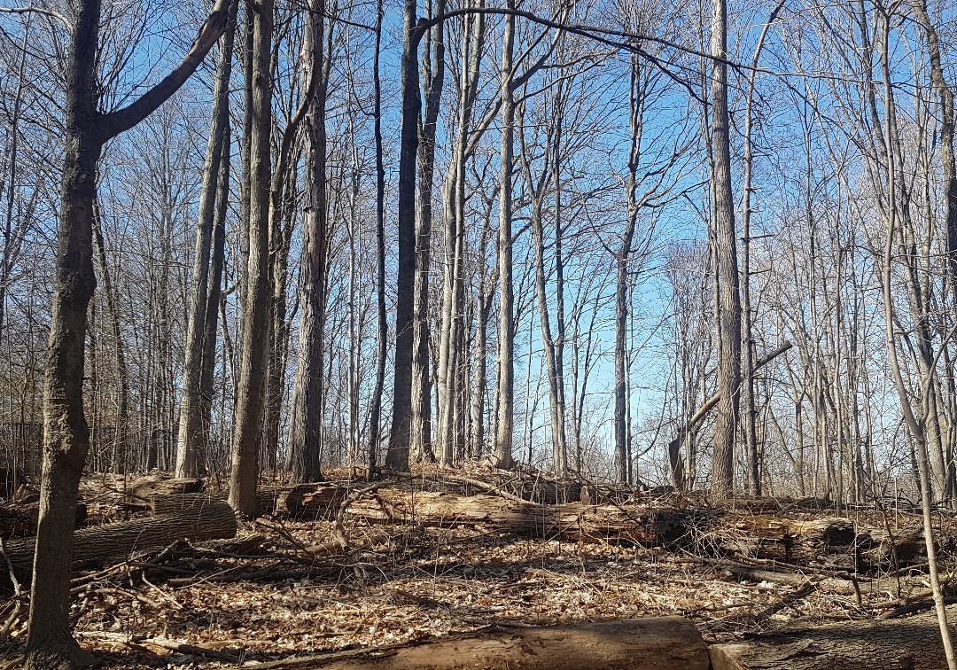 Medway Valley Heritage Forest-伦敦必去景点