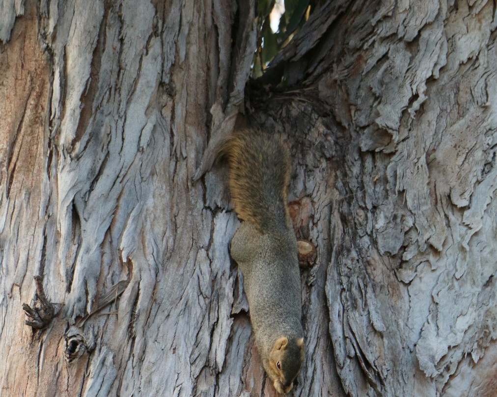 Yorba Regional Park景点图片