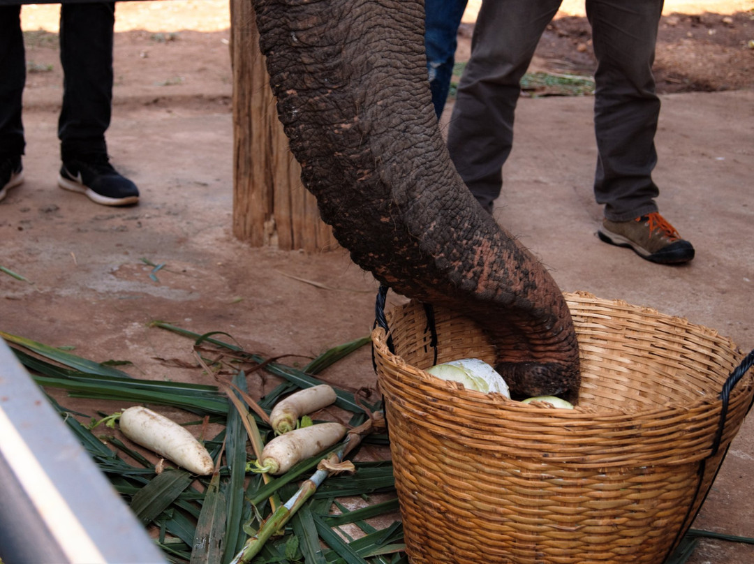 The Banana Orchard Project-北碧必去景点