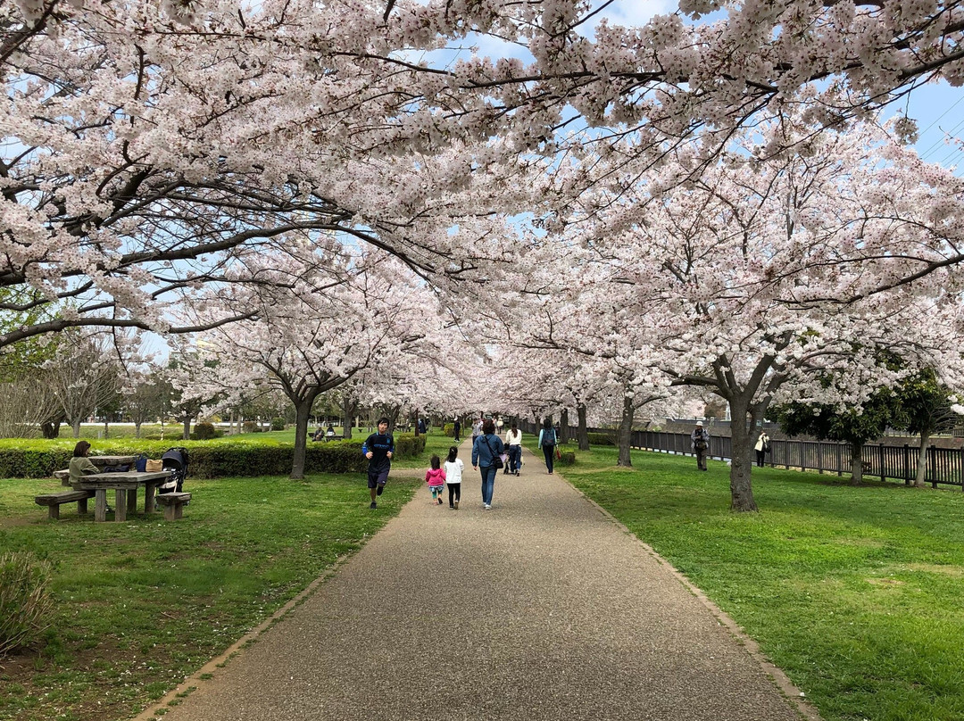 Hikichigawa Shinsui Park-藤泽市必去景点