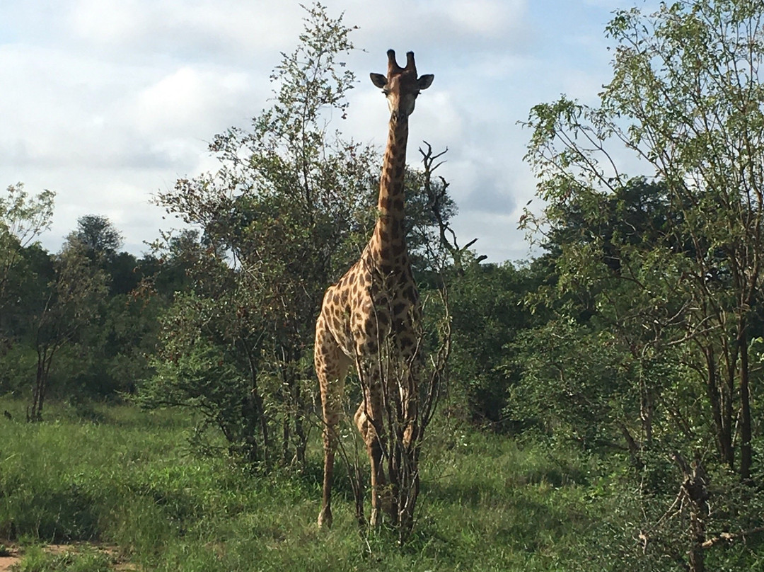 Afriguided Safaris-霍德斯普鲁特必去景点