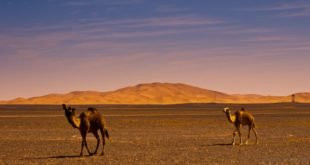 Morocco Heaven Tours-瓦尔扎扎特必去景点