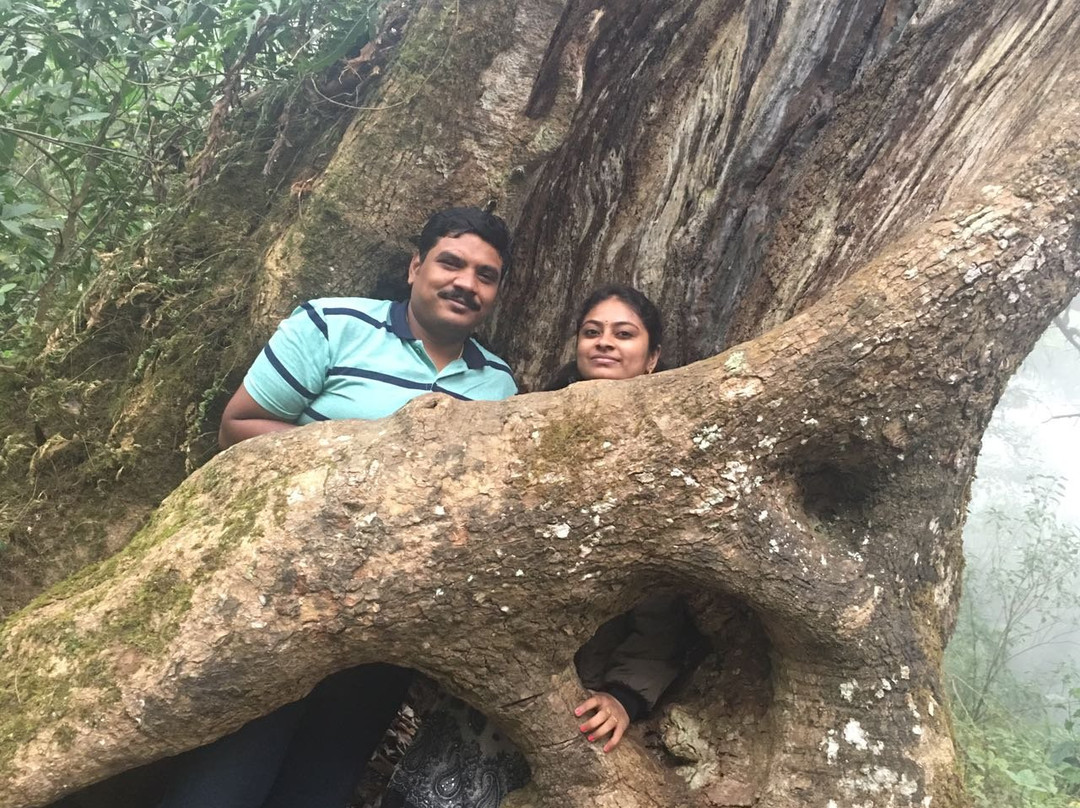 Nature Zone Jungle Resort