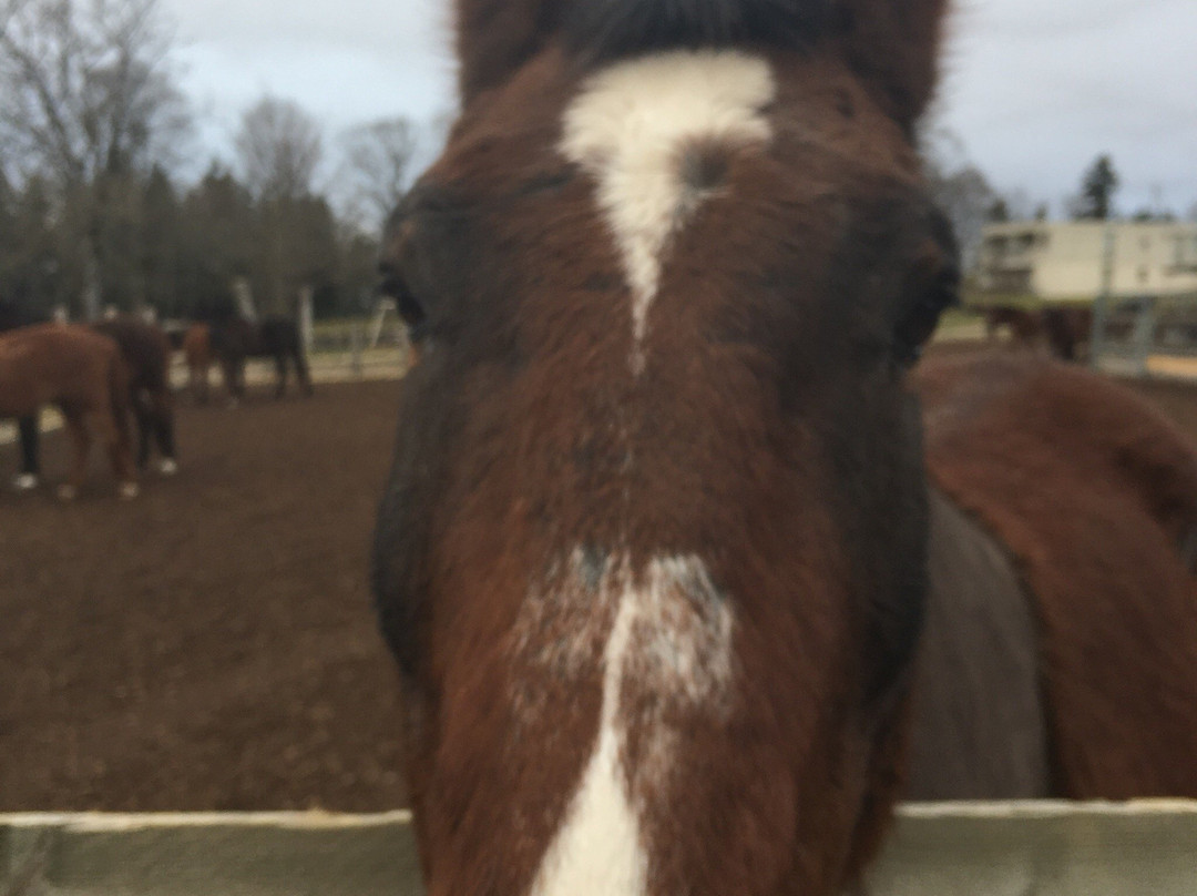 Fondation pour le cheval Le Roselet-Les Breuleux必去景点