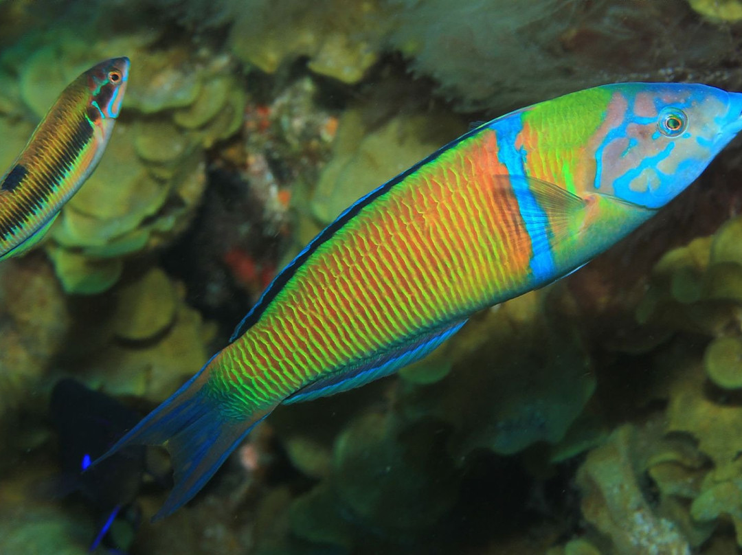 Fan Diving Hierro-La Restinga必去景点