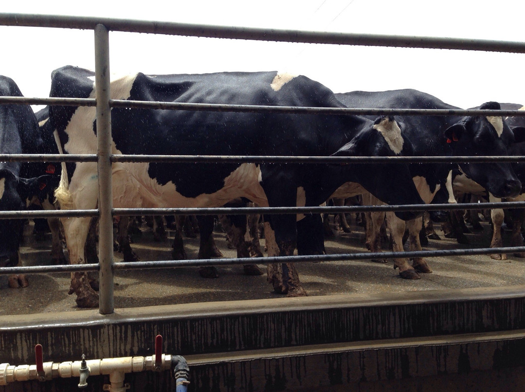 Boosey Creek Cheese-Boosey必去景点