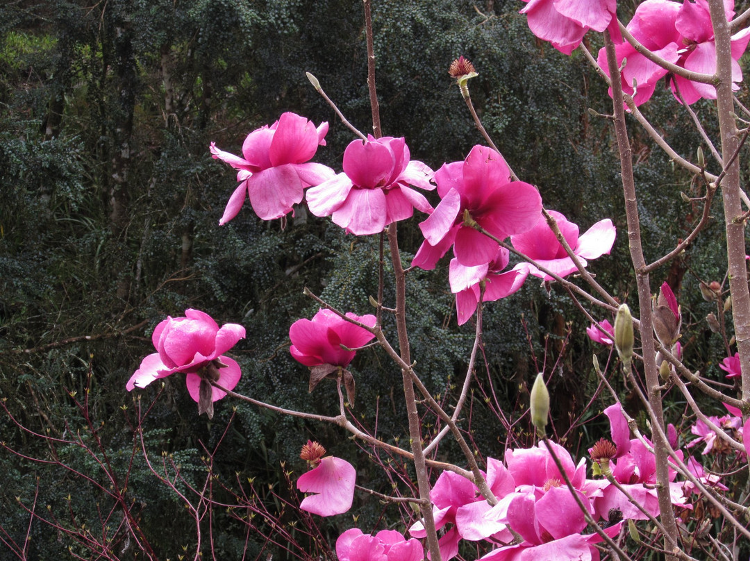 Te Popo Gardens景点图片