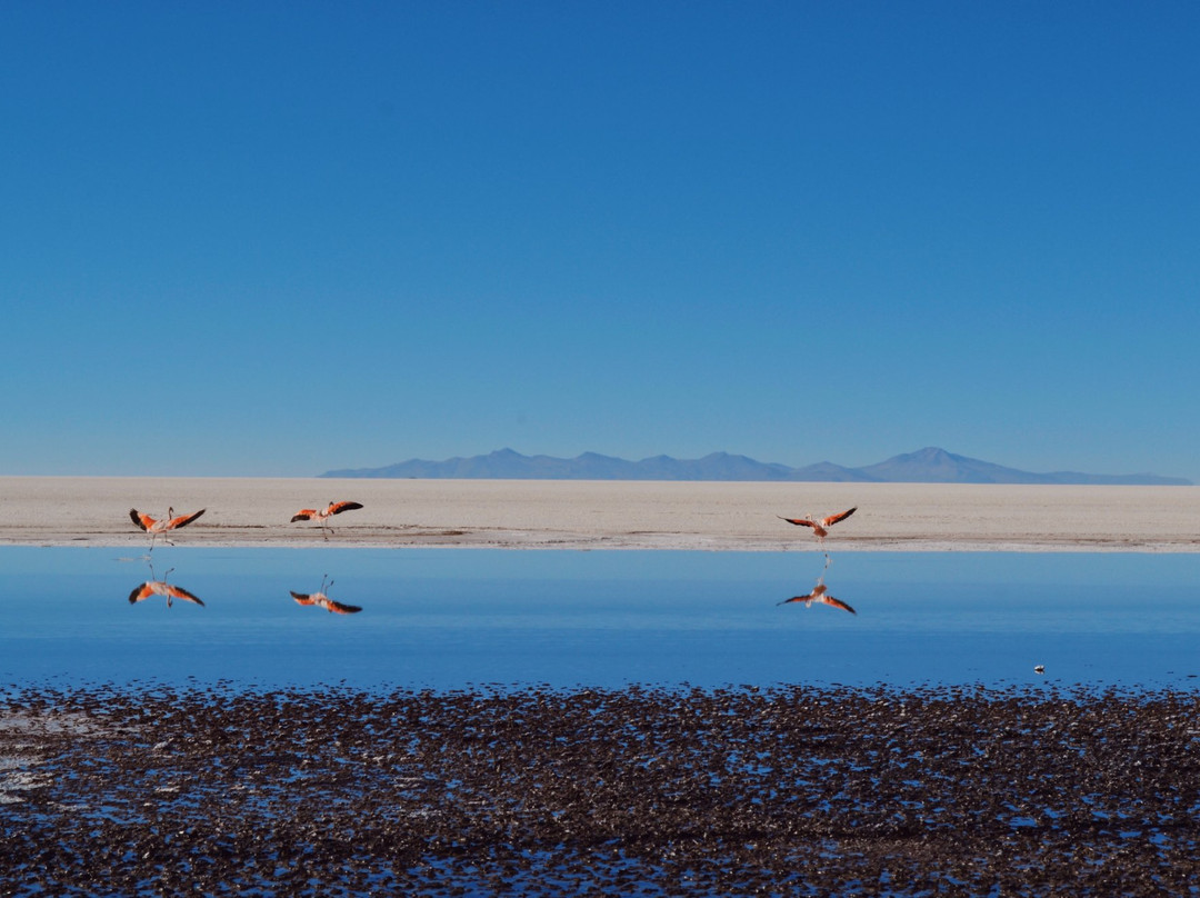 Uyuni Motorcycle Tours景点图片