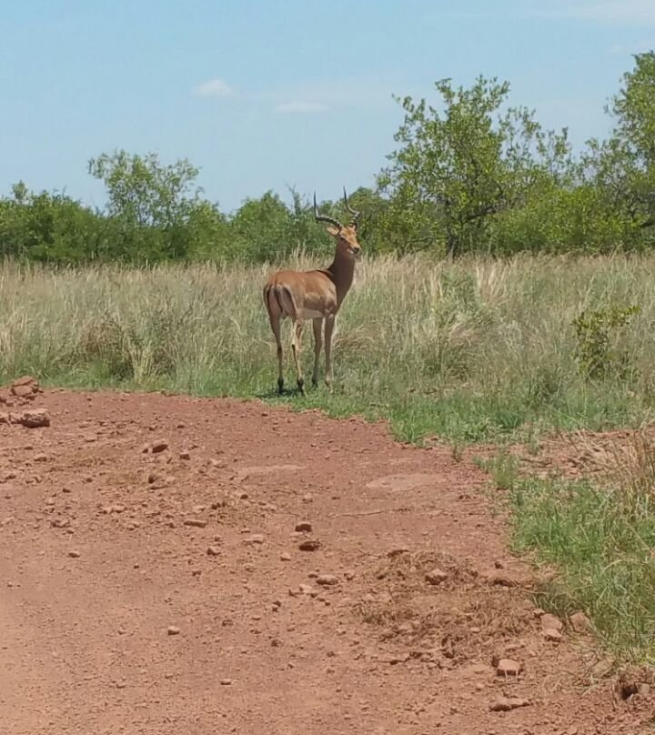 Mooiplasie Bush Camp