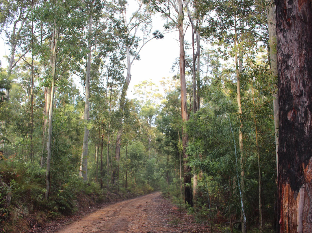 Bodalla Forest Rest Area-Bodalla必去景点
