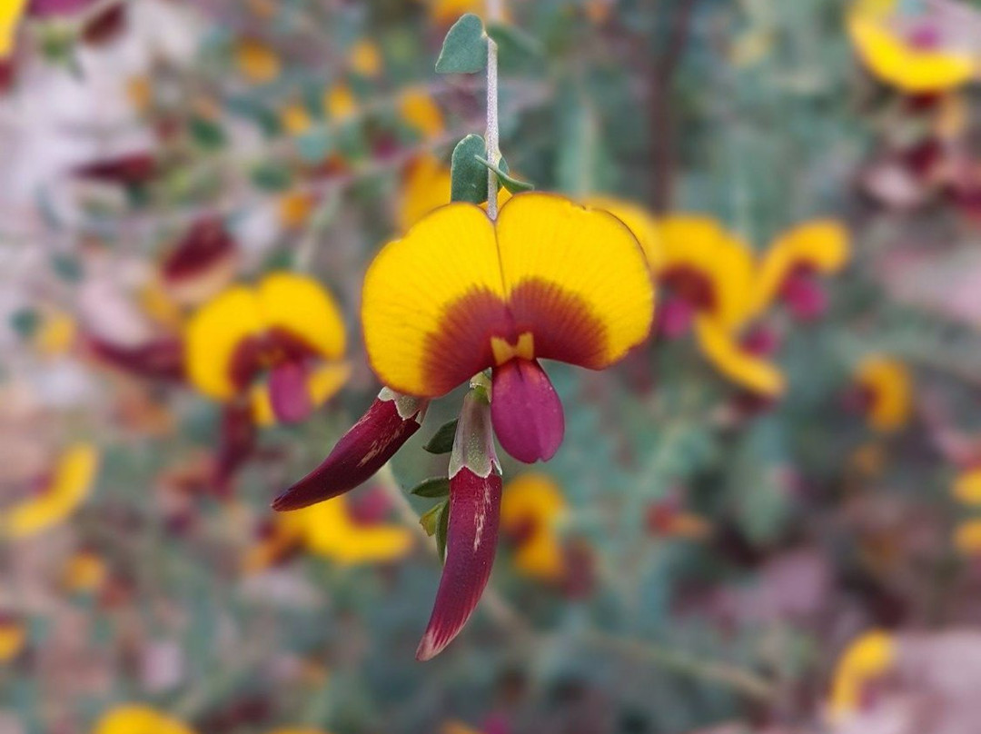 Lake Leschenaultia-Mundaring必去景点