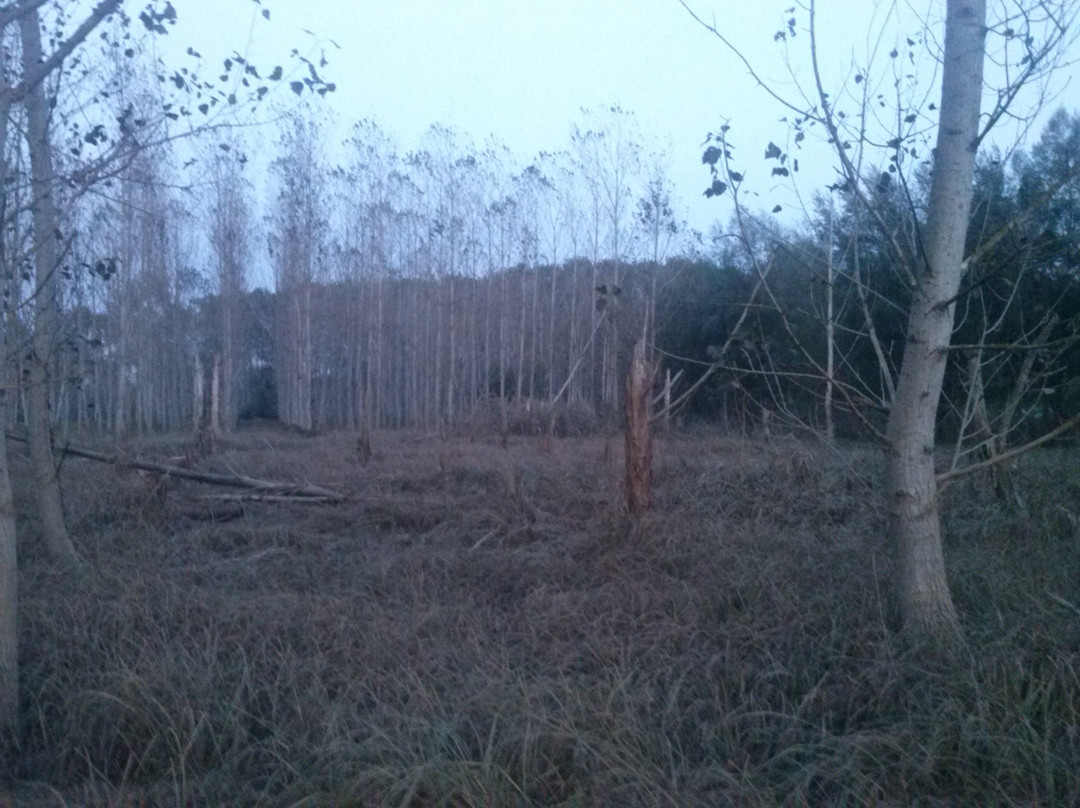 Estany de Sils景点图片