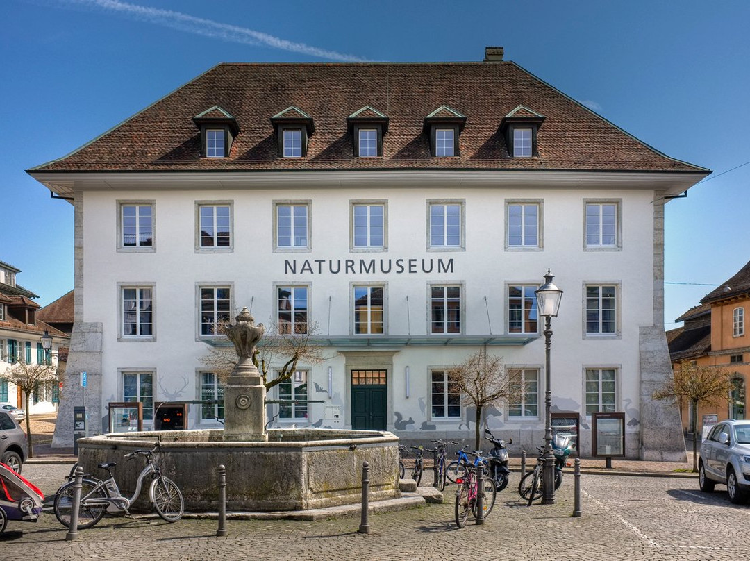 Naturmuseum Solothurn景点图片