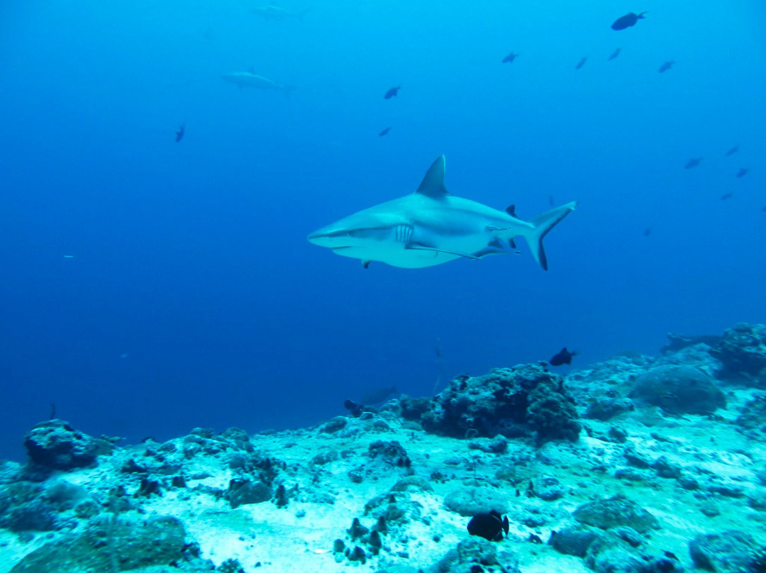 Euro-Divers The Residence Maldives-Falhumaafushi必去景点