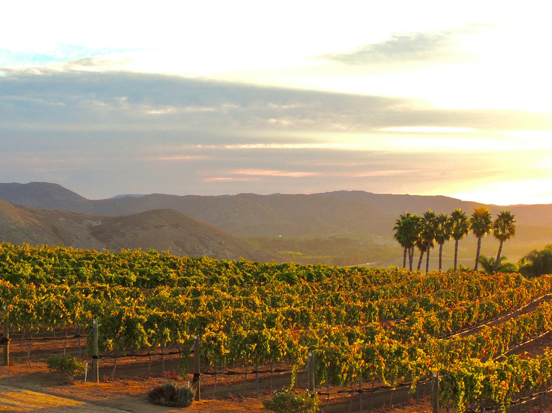 Hungry Hawk Vineyards & Winery景点图片