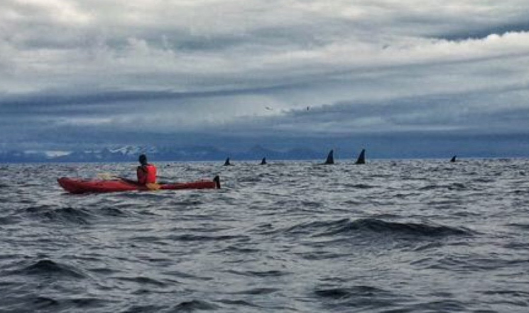 Henningsvær Kayak景点图片