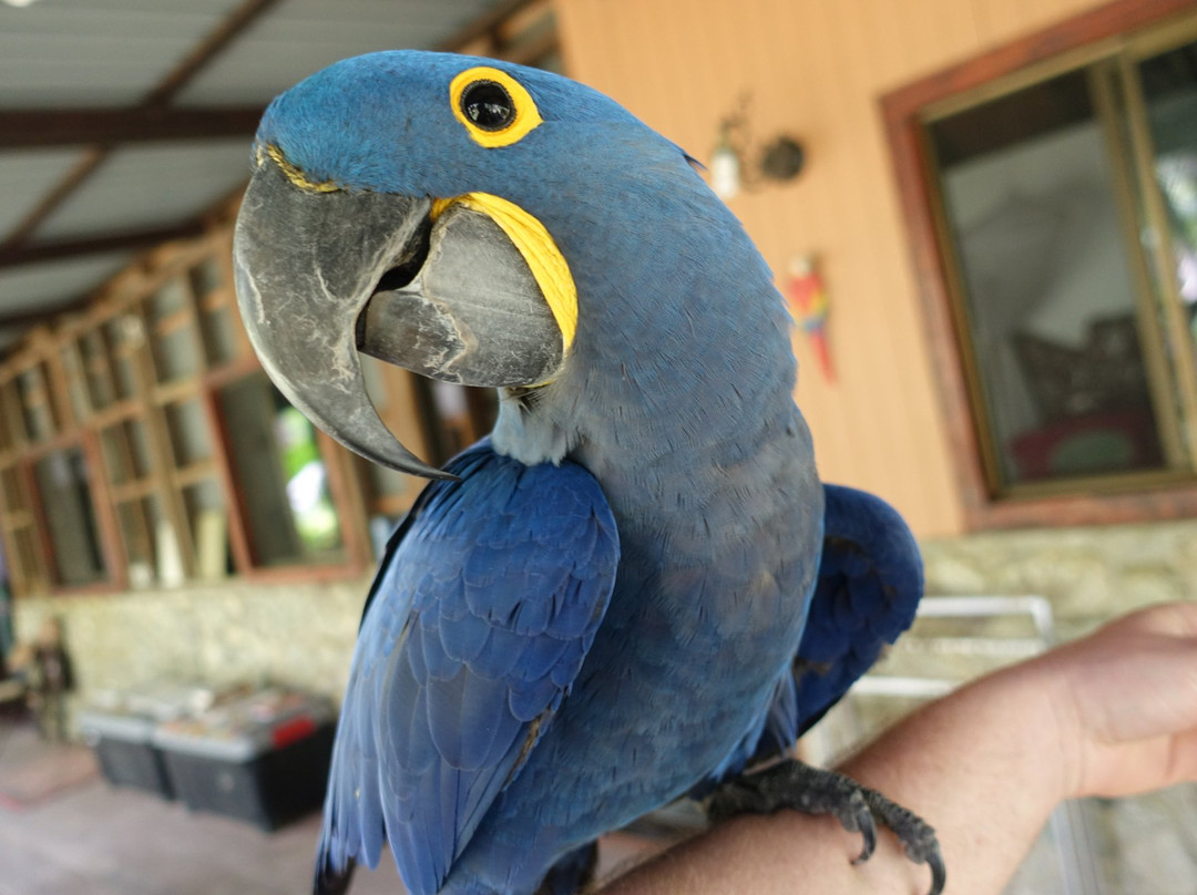 Ave Azul de la Osa-Carate必去景点