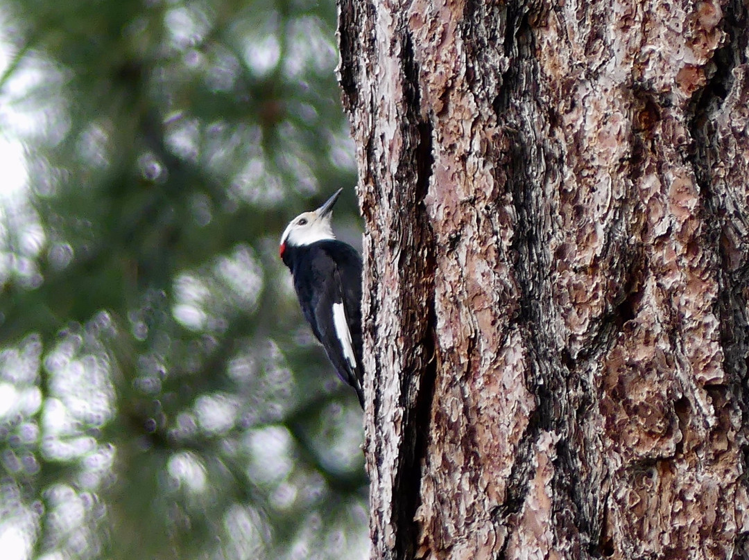 Rabe Meadows-Stateline必去景点