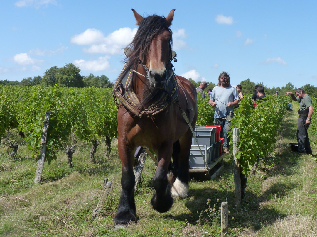 Domaine de la Méchinière景点图片