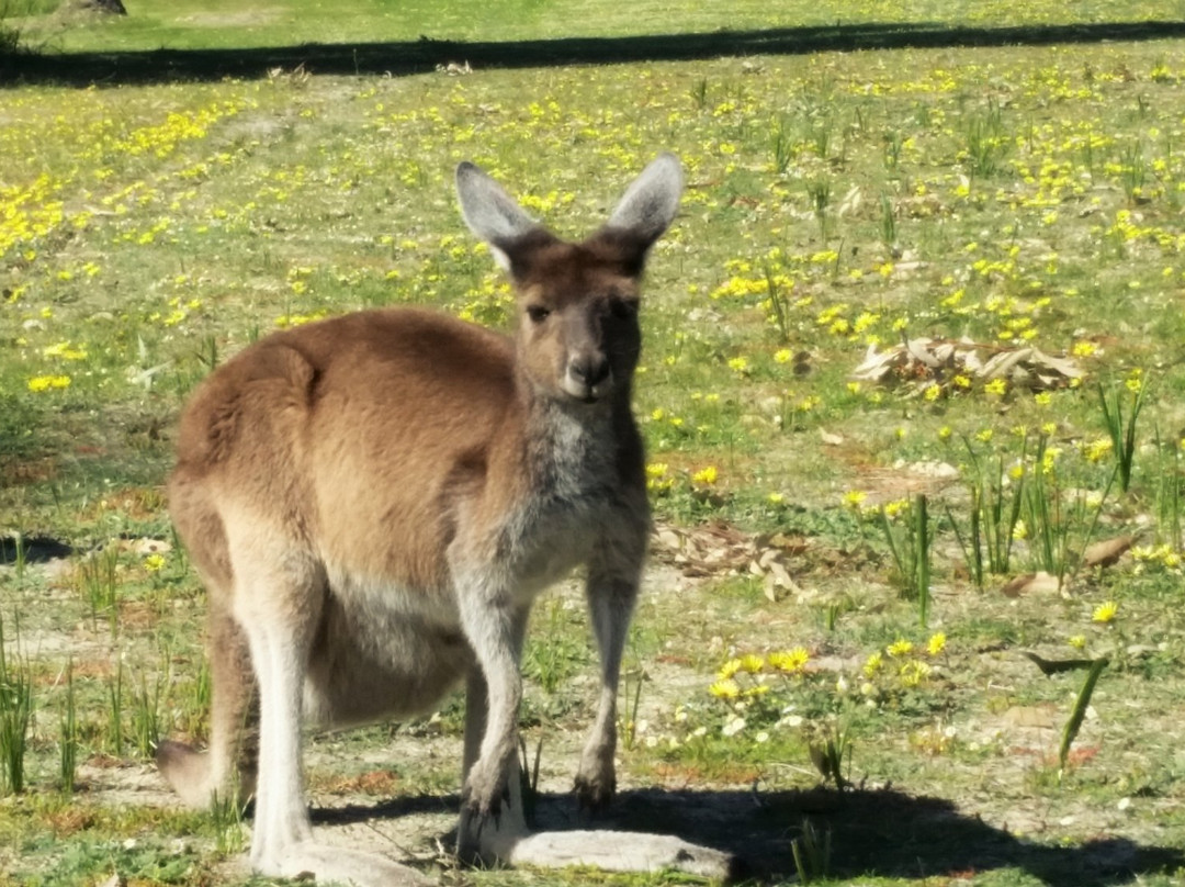 Perth Luxury Tours景点图片