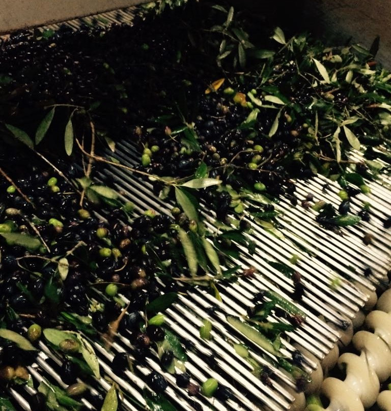 Oleificio San Marco-Ruffano必去景点