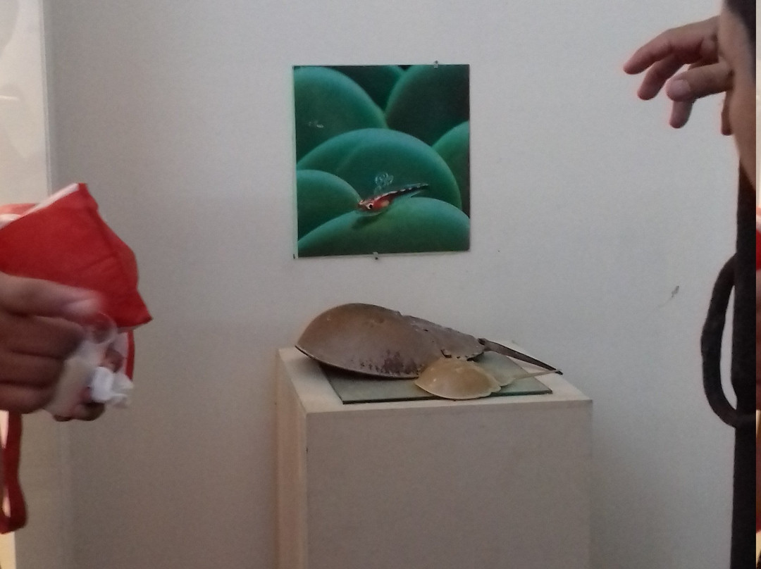 Museo Del Mar Mexico-Telchac Puerto必去景点