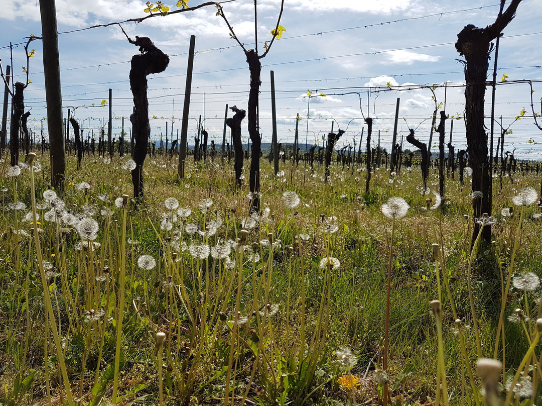 Mariano del Friuli旅游攻略图片