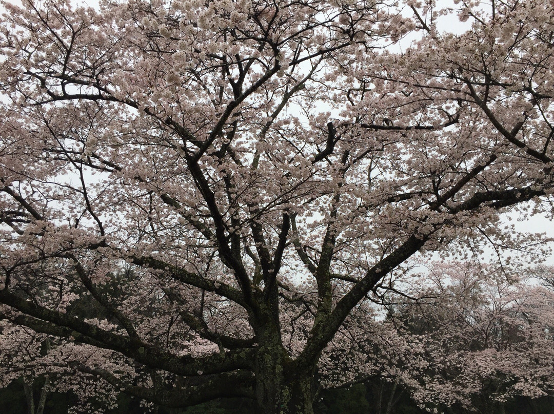 Izumi Nature Park Natural Boadwalk-千叶市必去景点