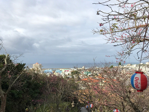 Nago Cherry Blossom Matsuri-名护市必去景点