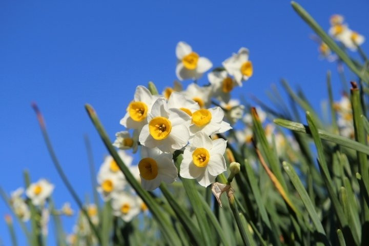 Narcissus Road景点图片