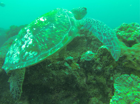 Peponi Scuba Diving-蒙巴萨必去景点