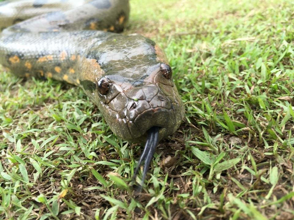 Amazon Eco Tours & Lodge