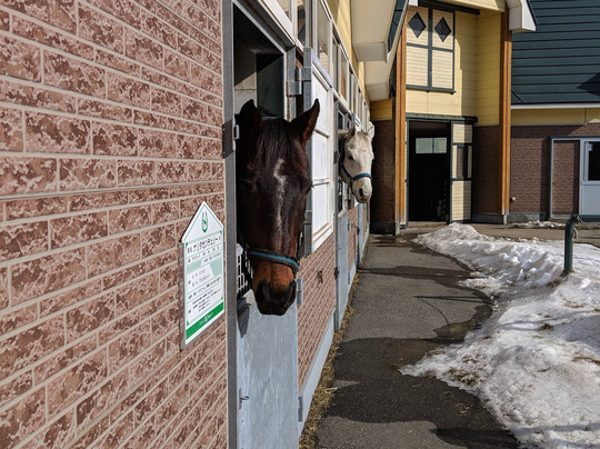 Niikappu Horoshiri Horse Riding Club-新冠町必去景点