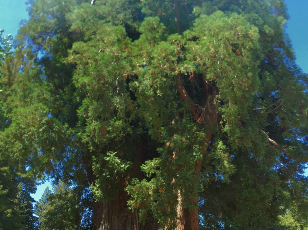 The Grandfather Tree景点图片
