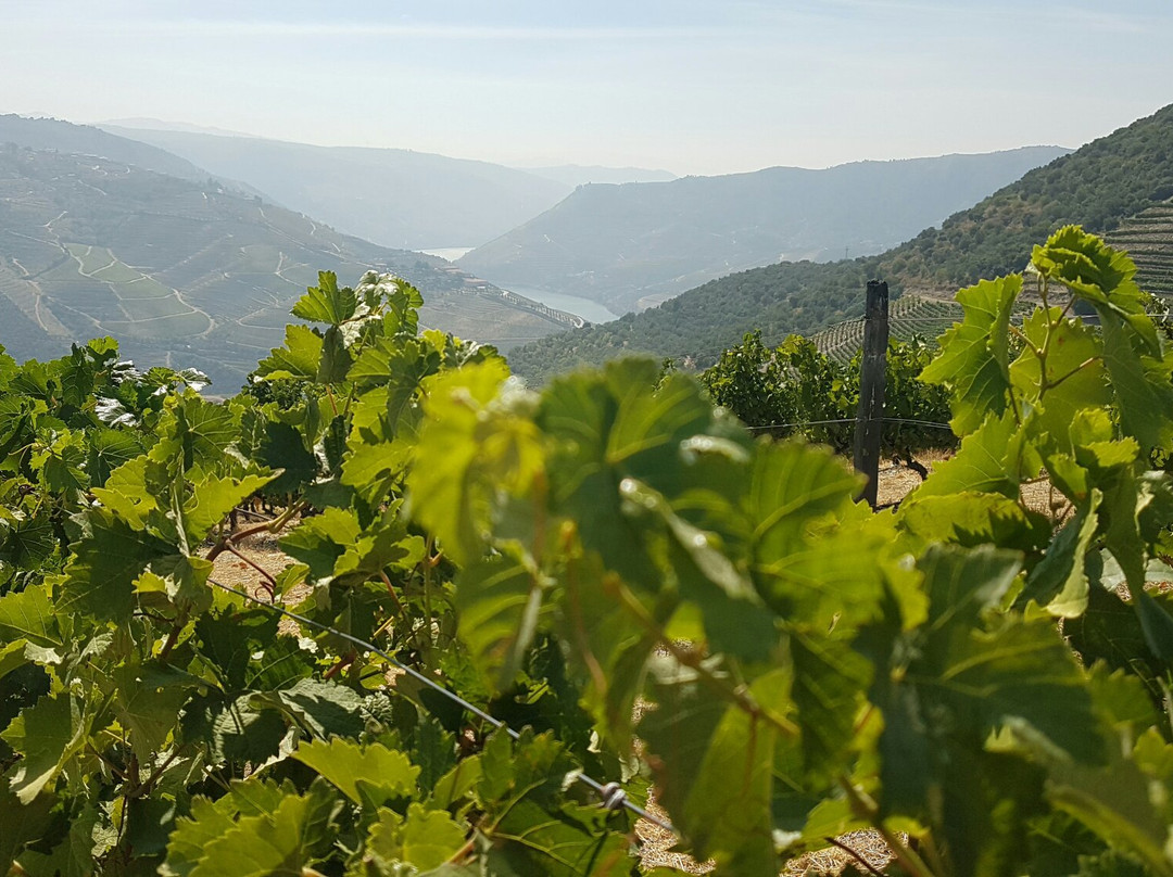 Wine Moments & Gourmet景点图片