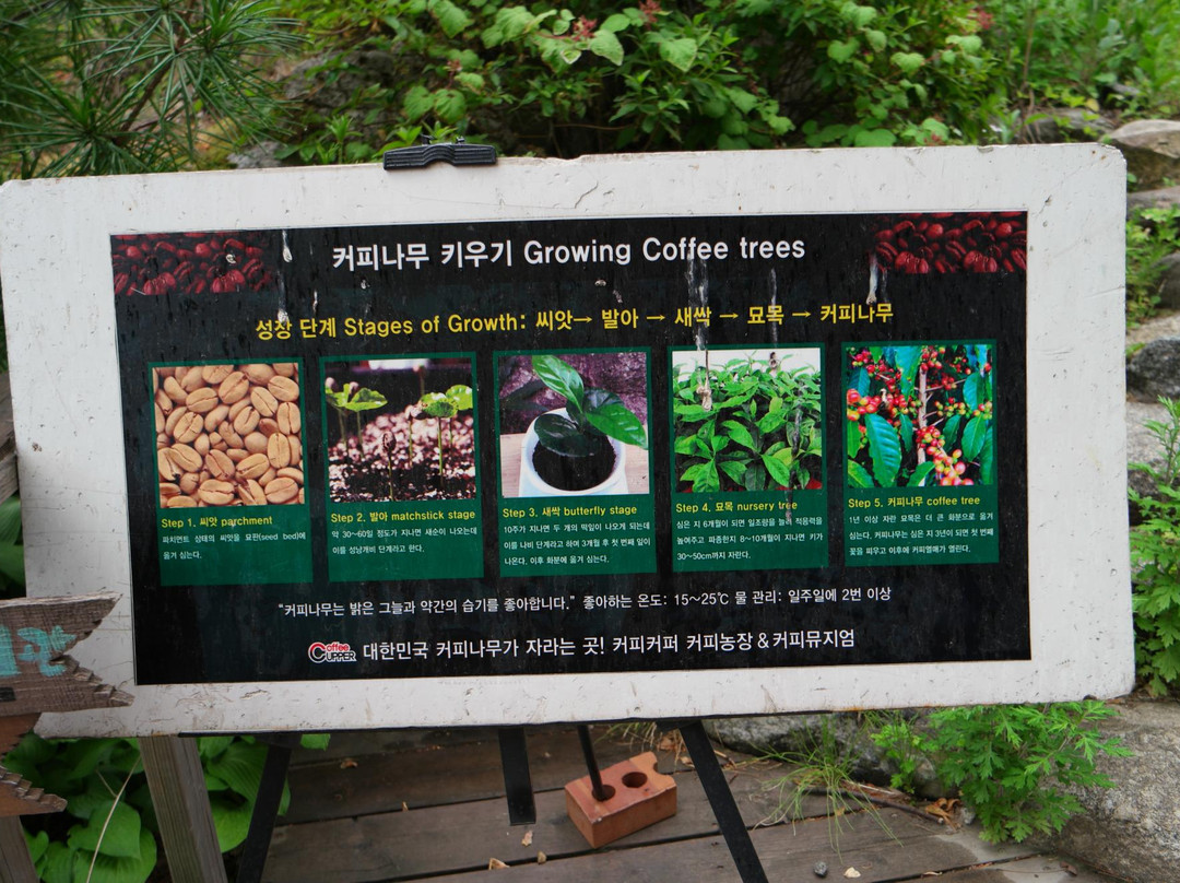 Coffee Cupper Museum-江陵市必去景点