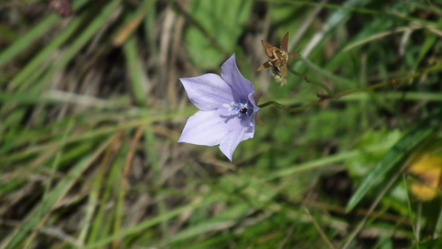 Naude's Nek Pass (R396)-Maclear必去景点